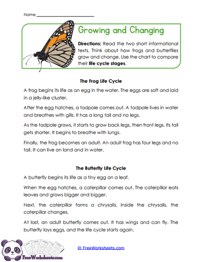 Growing and Changing Worksheet