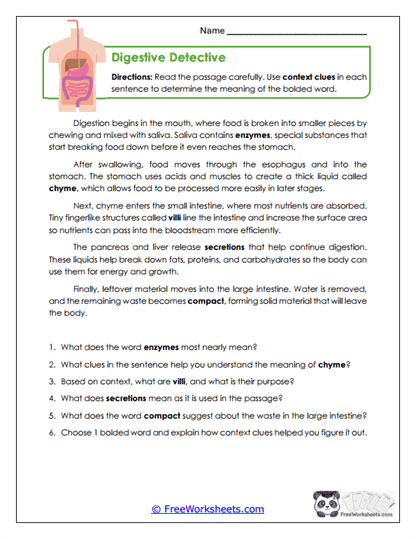 Digestive Detective Worksheet