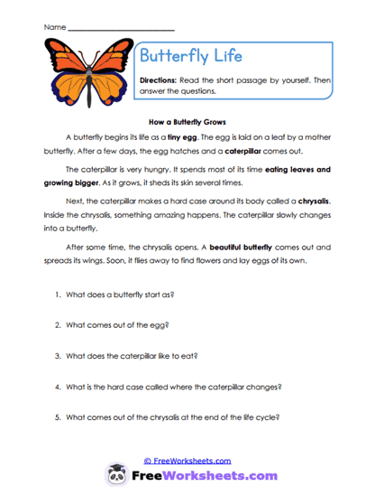 Butterfly Life Worksheet
