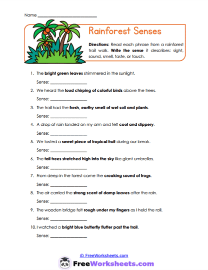 Rainforest Senses Worksheet