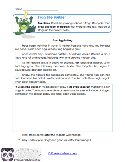 Lifecycle Sketches Worksheet